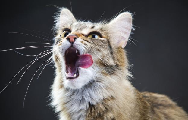 Котка мяука