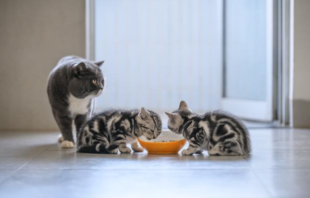 малко коте се храни