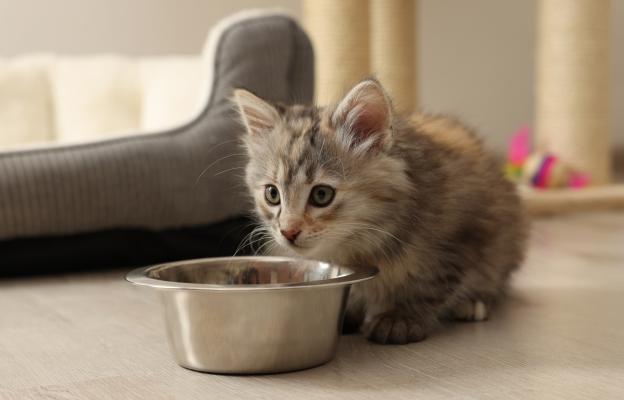 малко коте се храни
