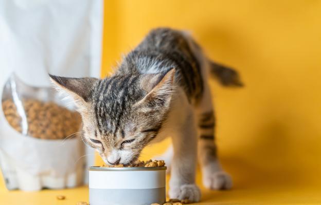 малко коте се храни