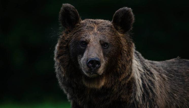 мечка - Мечка да се разхожда по улиците на Доспат (СНИМКА)
