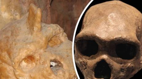 рогат череп