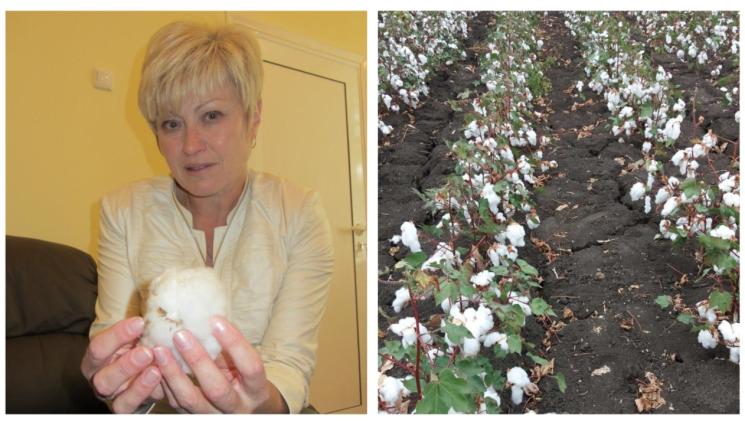 w - Украйна гледа БГ памук за барут!