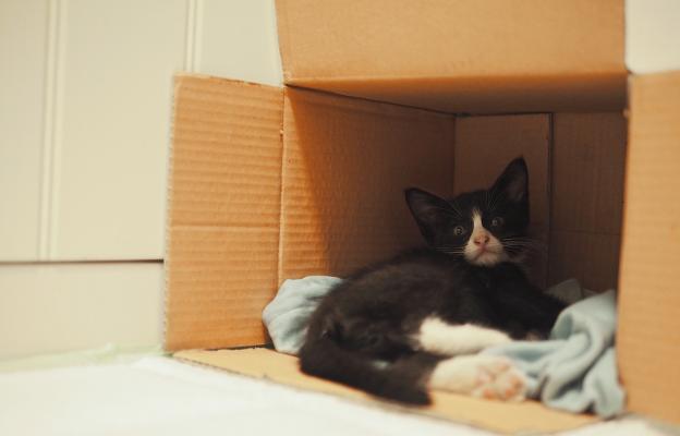 Домашна котка
