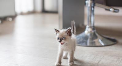 Домашна котка