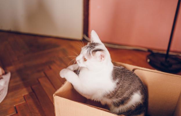 Домашна котка