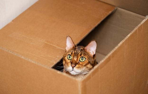 Домашна котка