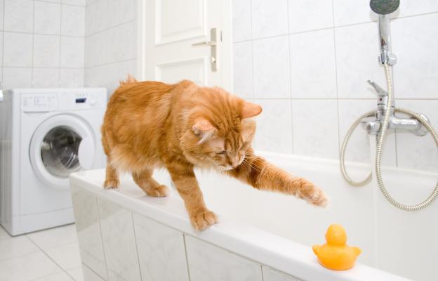 котка в банята