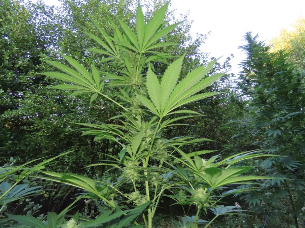  Конопени растения 