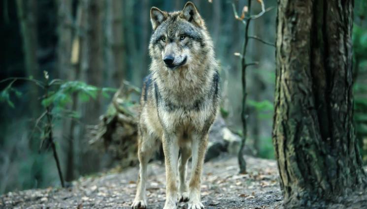 вълк - Вълк нападна и рани малко момиче на Халкидики