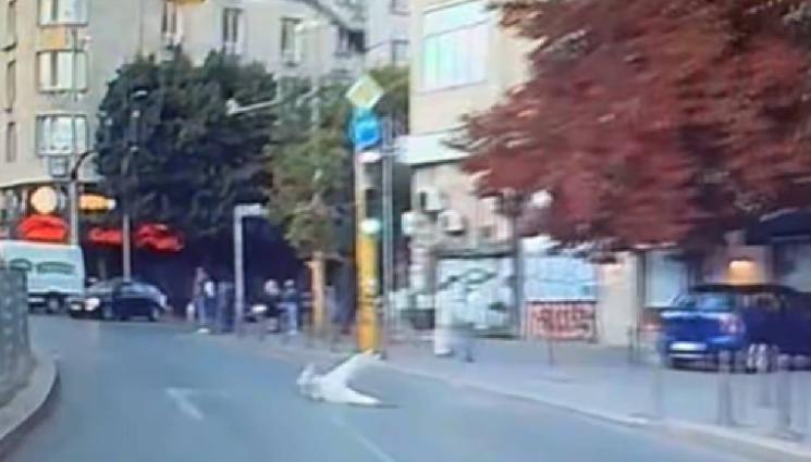 d - ДЕЖАВЮ: Мъж ляга пред коли в центъра на София (ВИДЕО)