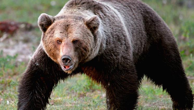 мечка - И ЛОВЕЦ СЪМ, И РИБАР СЪМ: Мечешки терор в Севлиевско