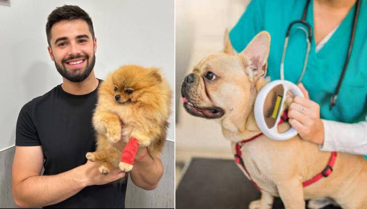 d - Чипирането на кучета – закон, грижа и отговорност