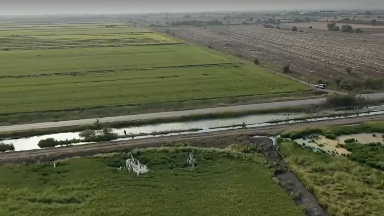 Производство на ориз