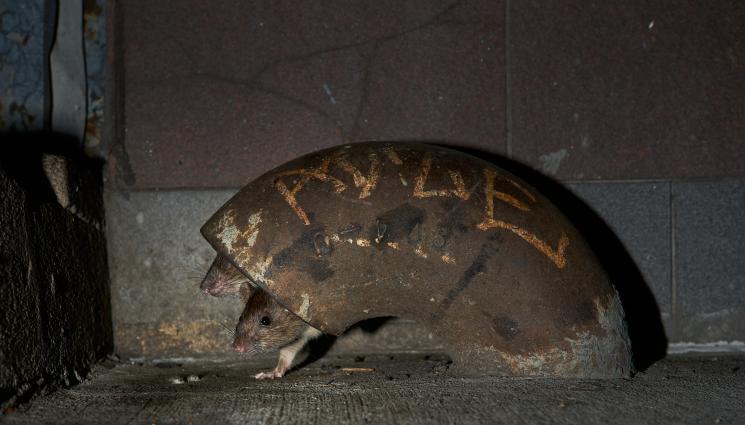плъх - СОЦИАЛНИ И ХИТРИ: Плъховете от Ню Йорк с местен акцент!