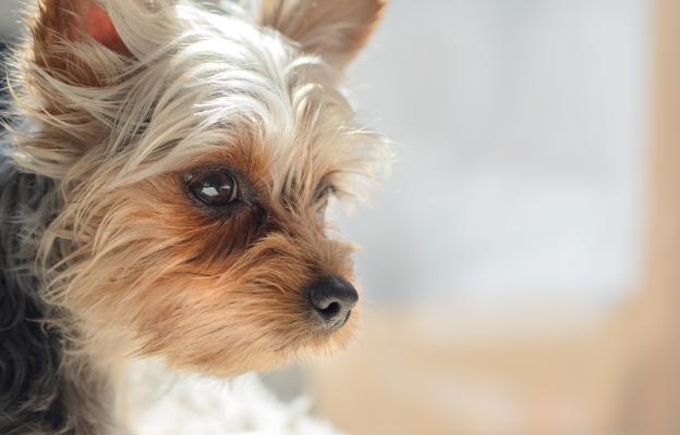 Йоркширски териер