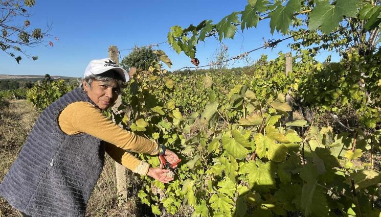 гроздобер - Агро Телеграф: Времето е отлично за гроздобер