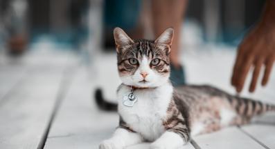 Домашна котка навън