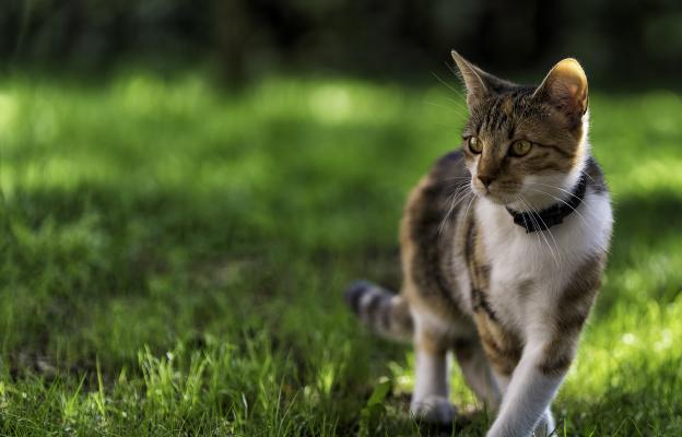 Домашна котка навън