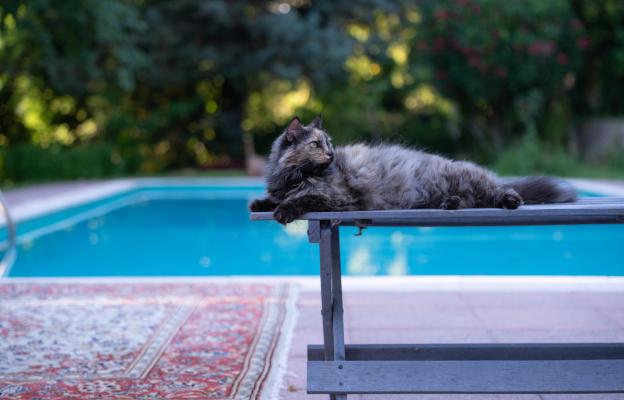 Домашна котка навън