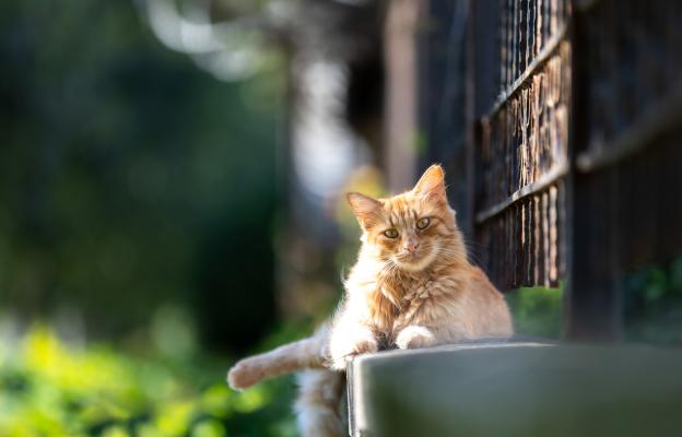 Домашна котка навън
