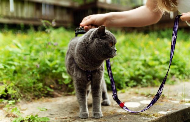 Домашна котка навън