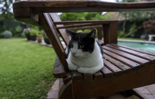 Домашна котка навън
