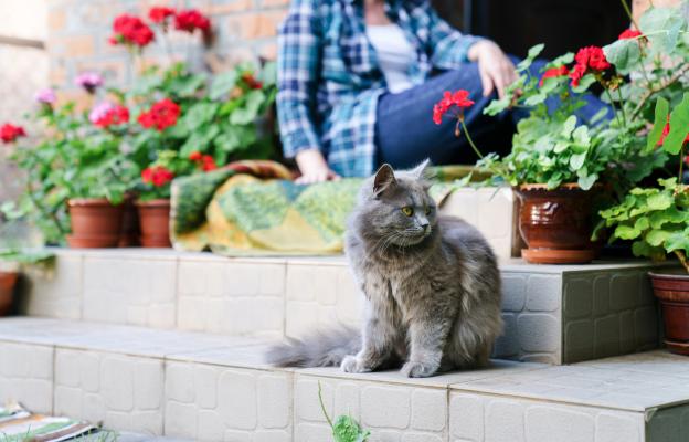 Домашна котка навън
