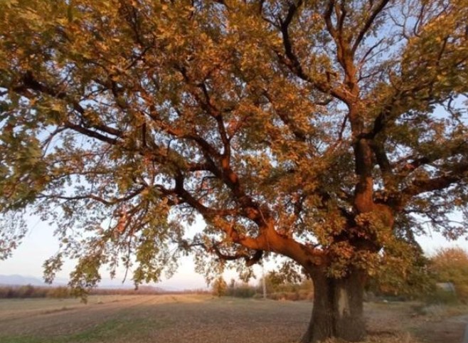 500 години дъб