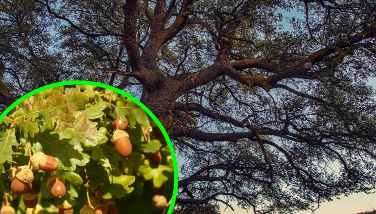 дъб - РОДЕН ПРЕДИ АПРИЛСКОТО ВЪСТАНИЕ: Защитиха 500-годишен дъб! (СНИМКА)