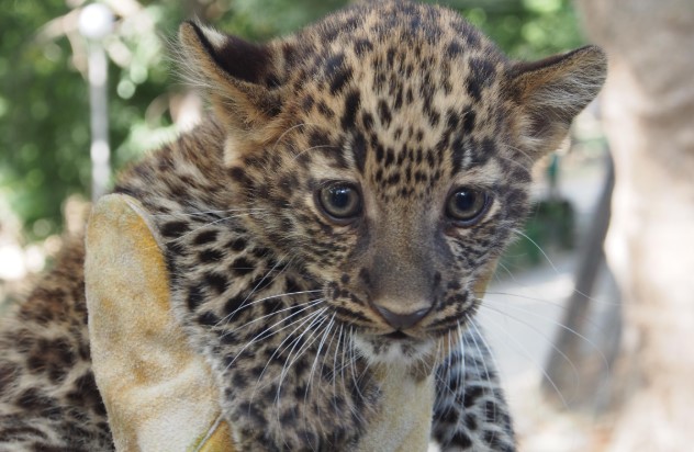 леопардче във варна