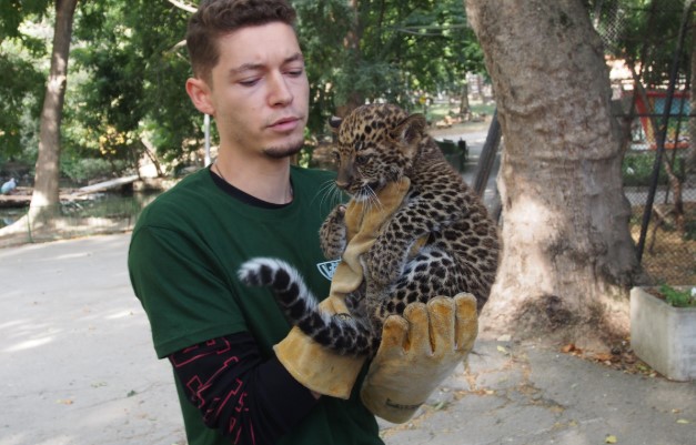 леопардче във Варна