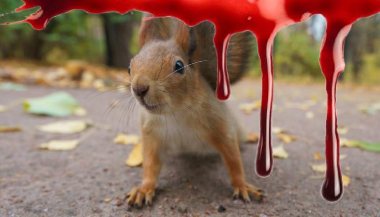 катерица - ТЪРСИ СЕ: Катерица разбойник прати жени в болница!