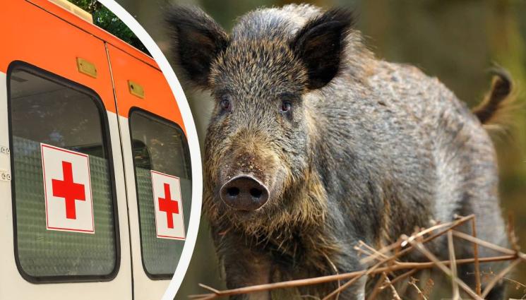 диво прасе - КОШМАР: Диво прасе направи меле на пътя