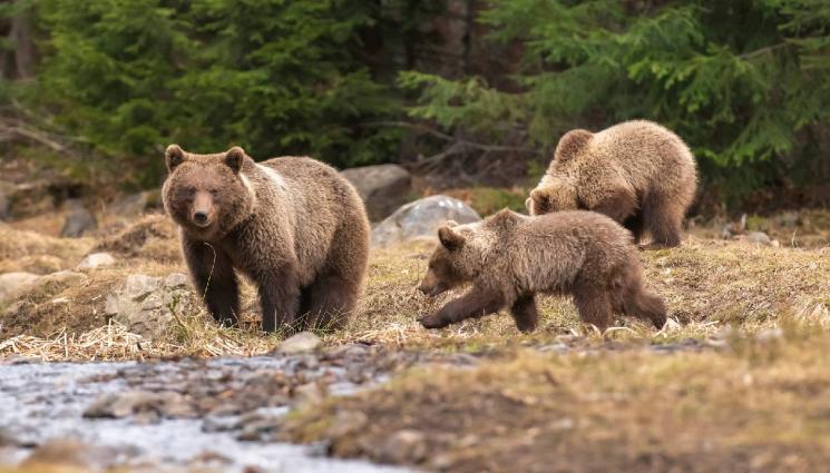 мечки - НЕБИВАЛО НАШЕСТВИЕ: Мечки завладяват Балканите