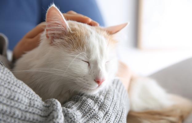 Домашна котка и стопанка