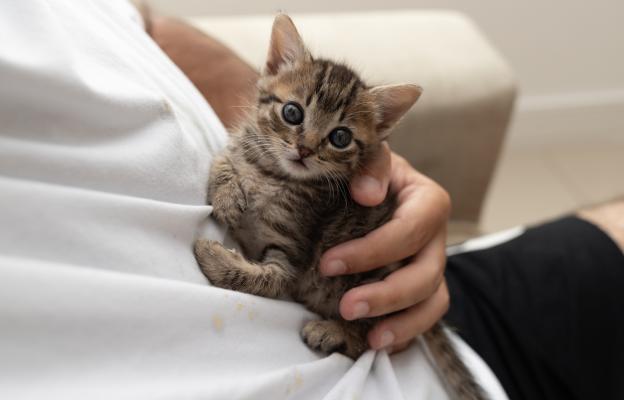 Домашна котка и стопанка