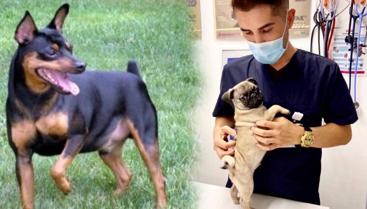 куче - Инжекции със стволови клетки  връщат подвижността на животни!