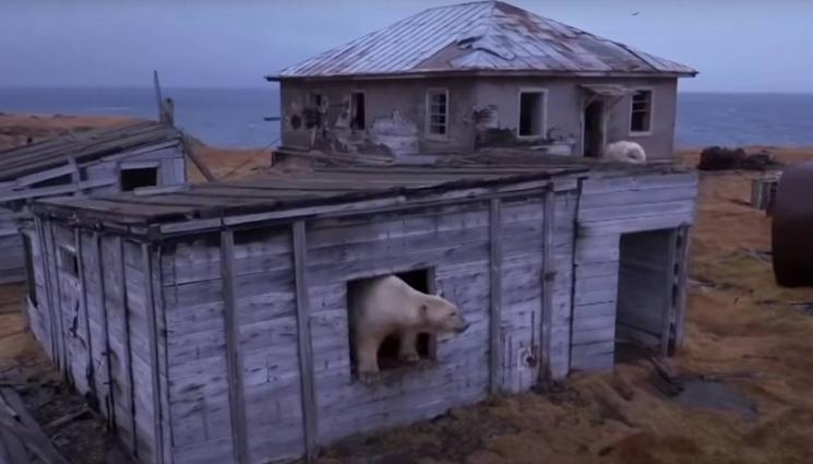 d - Полярни мечки превзеха изоставена изследователска станция в Русия (ВИДЕО)