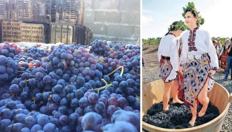 агро - Агро Телеграф: Червеното вино иска 23 градуса сладост!