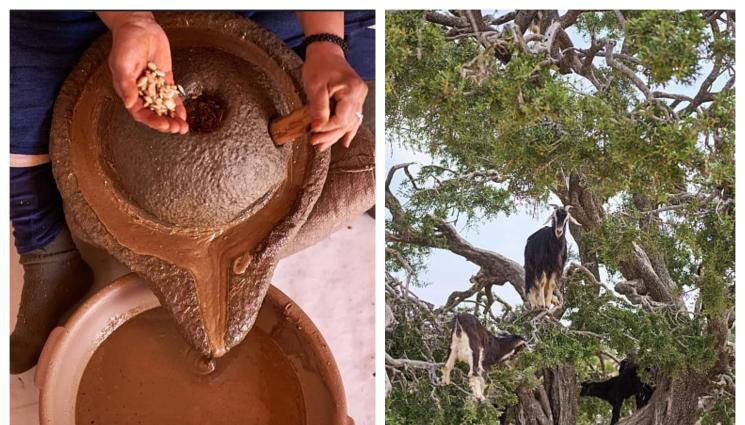 арган арганово масло - Агро Телеграф: Течното злато на Мароко под заплаха