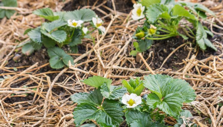 яв - Агро Телеграф: Слама пази ягодите през зимата!