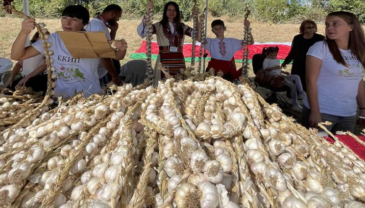 чесън - Агро Телеграф: Правят Долни Раковец столица на чесъна (СНИМКИ)