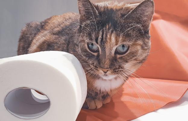 Домашна котка