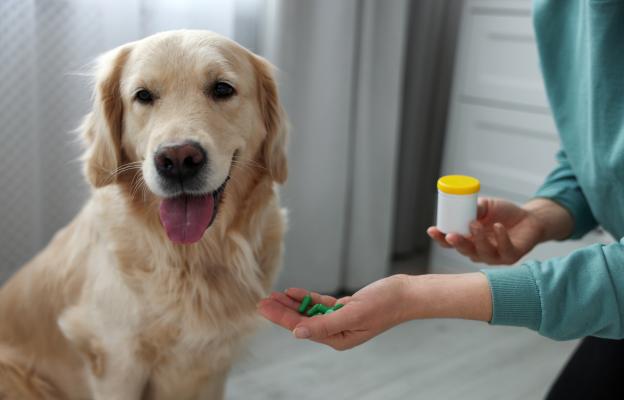 куче пробиотик