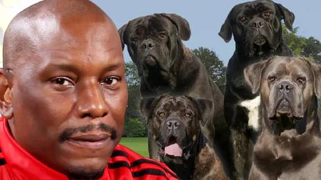 Тайрис Гибсън