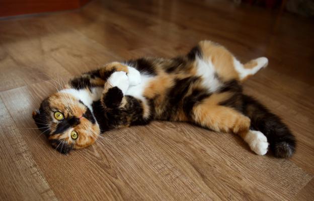 Трицветна котка
