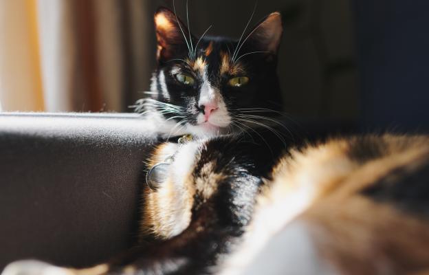 Трицветна котка