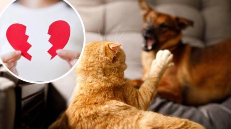 раздяла котка куче