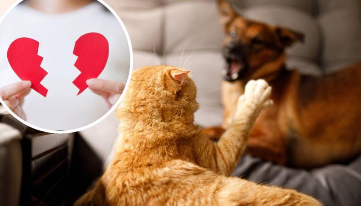 раздяла котка куче - ПЪЛНА ЛУДОСТ! Враждуващи домашни любимци разведоха собствениците си